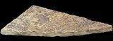 Pennsylvanian, Fossil Microbial Mat - Oklahoma #41110-2